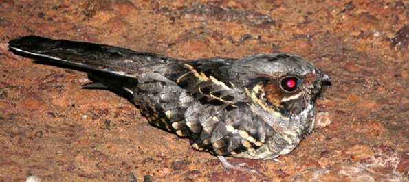 <p>● bill short but gape is wide, rictal bristles</p><p>● wings long, pointed</p><p>● feet small, weak</p><p>● plumage soft</p>