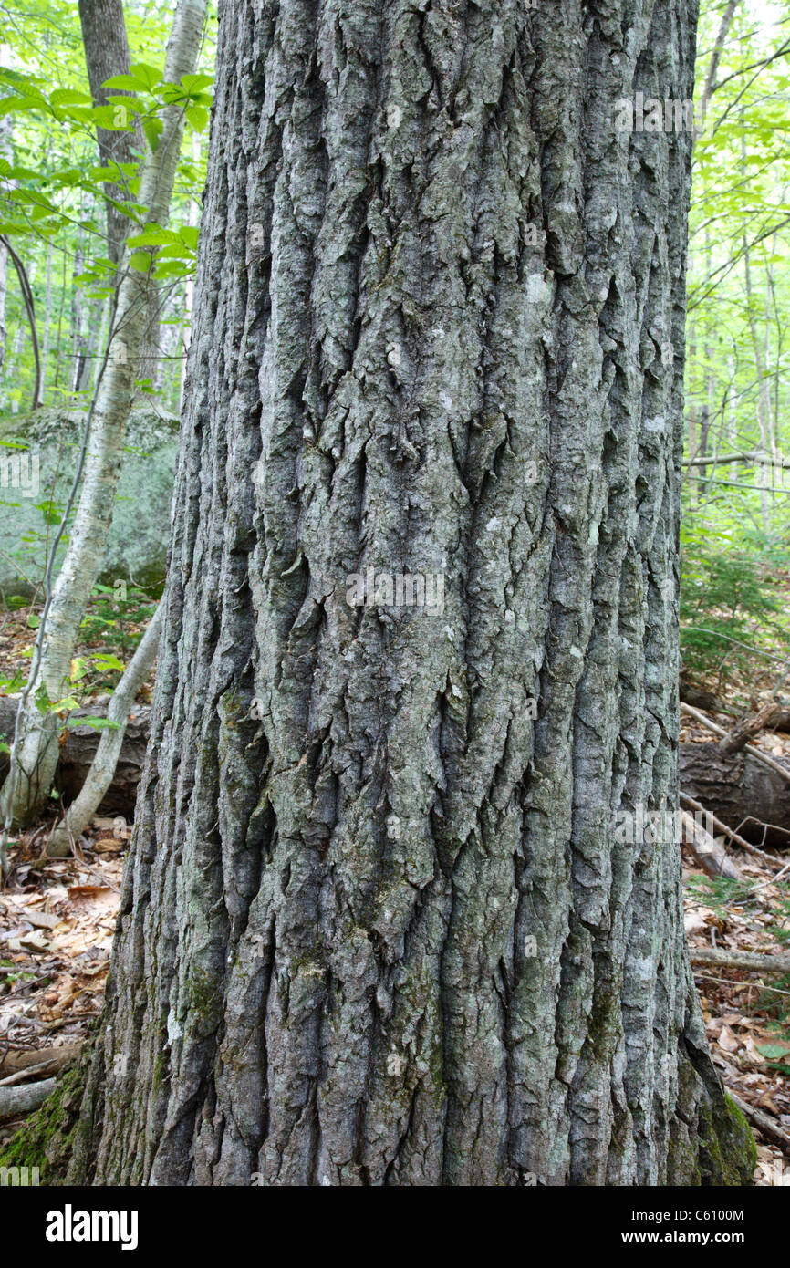 <p>bigtooth aspen, Populus grandidentata, Salicaceae</p>