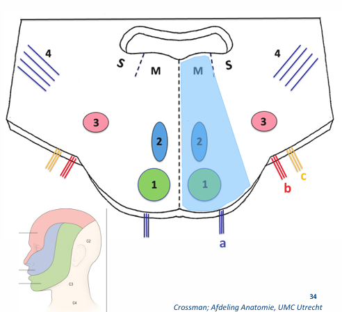 <p>Wat gebeurd er bij een mediale laesie van de hersenstam?</p>