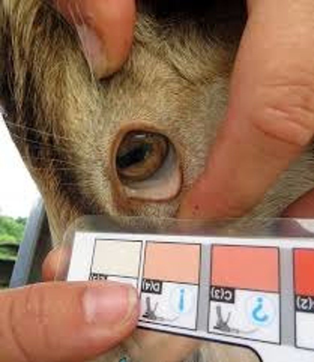 <p>b. the doe is anemic, d. the doe should be de-wormed</p>