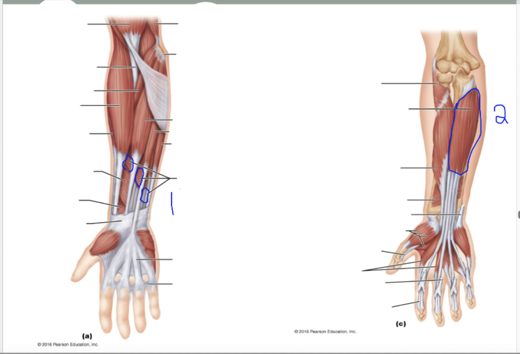 <ol><li><p>superficilias</p></li><li><p>profundus</p></li></ol>