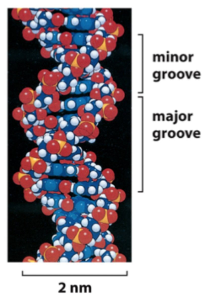 <p>a larger groove that spirals around the DNA double helix</p><p>--------------------------------</p><p>FUNCTION:</p><p>- provides a location where a protein can bind to a particular sequence of bases and affect gene expression</p>