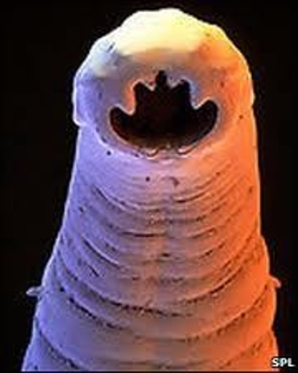 <p>well developed nervous system<br>occurs in all environments, from hot springs to polar regions</p>