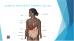 <ul><li><p>Digestion begins in the oral cavity.</p></li><li><p>Absorption occurs primarily in the small intestine.</p></li><li><p>Water reabsorption happens in the large intestine.</p></li></ul><p></p>