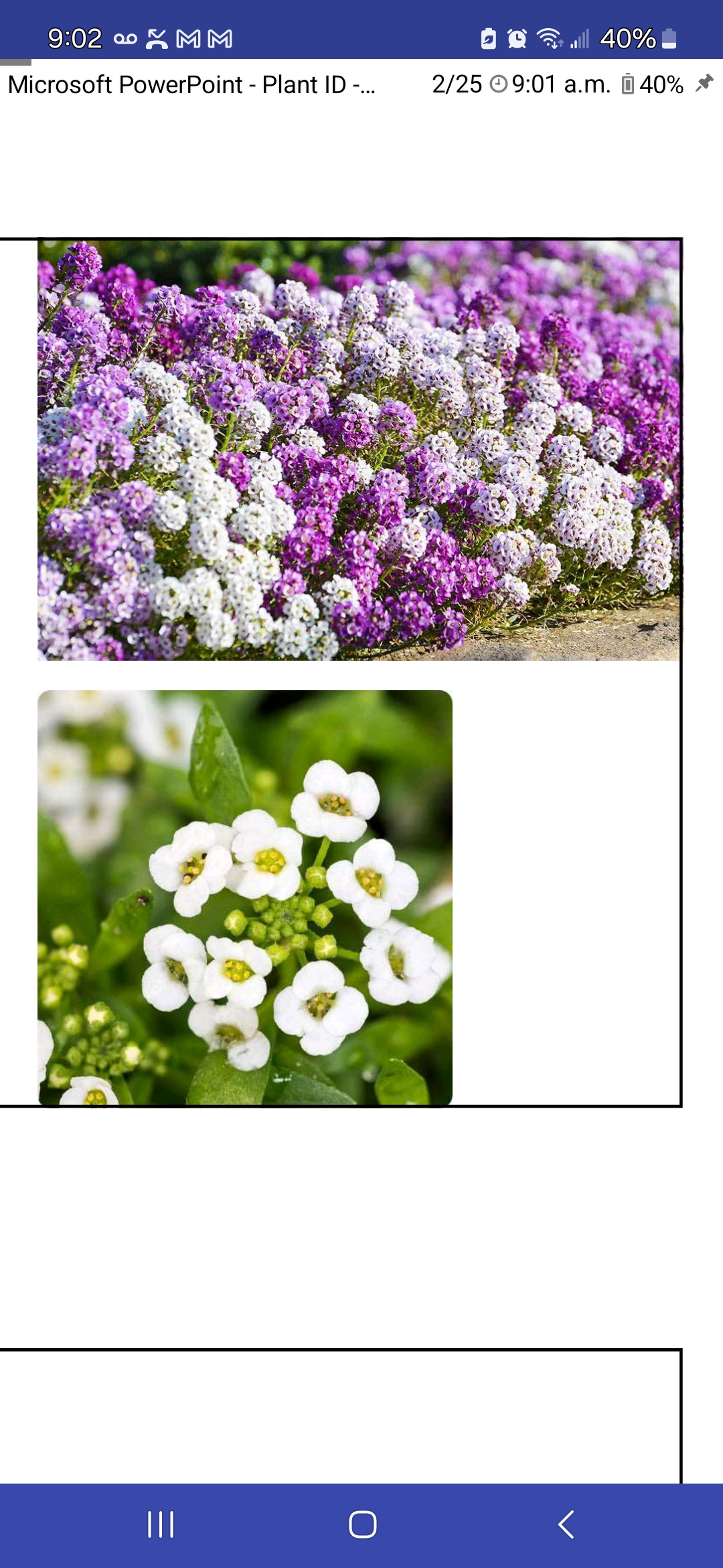 <p>Lobularia maritima, Brassicaceae</p>