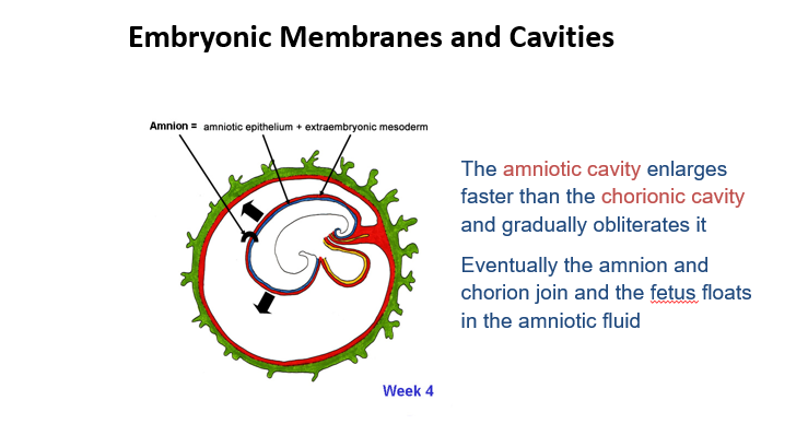 <p><mark data-color="purple">Embryonic Membranes and Cavities Week 4 </mark></p><p>Can you provide labels, descriptions, and an explanation of the elements within this diagram, detailing what it represents or illustrates?</p><p><mark data-color="green">Lecture Slide 12</mark></p>