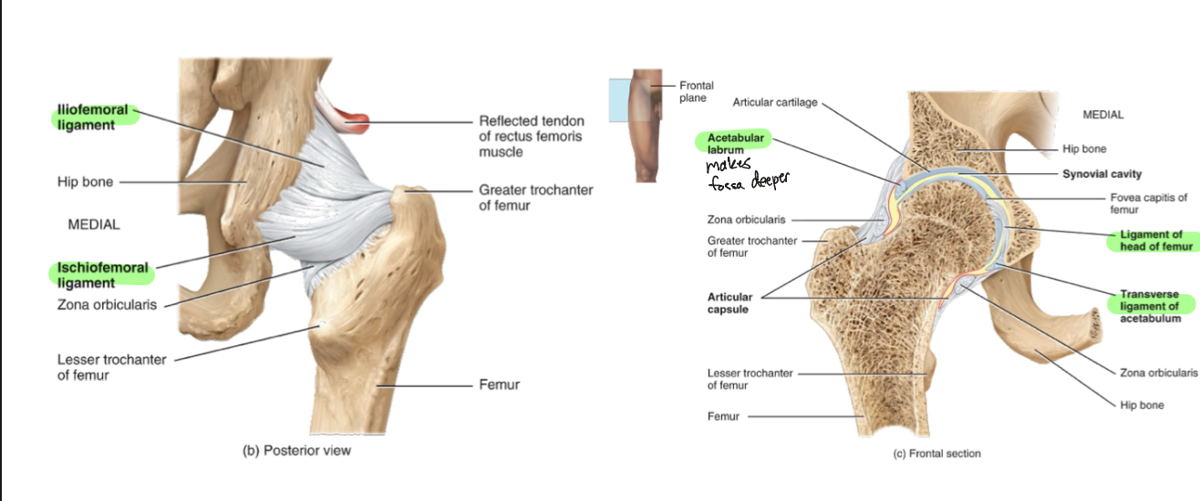 <p>-Iliofemoral ligament, pubofemoral ligament, ischiofemoral ligament, ligament of the head of the femur, acetabular labrum, transverse acetabular ligament</p>
