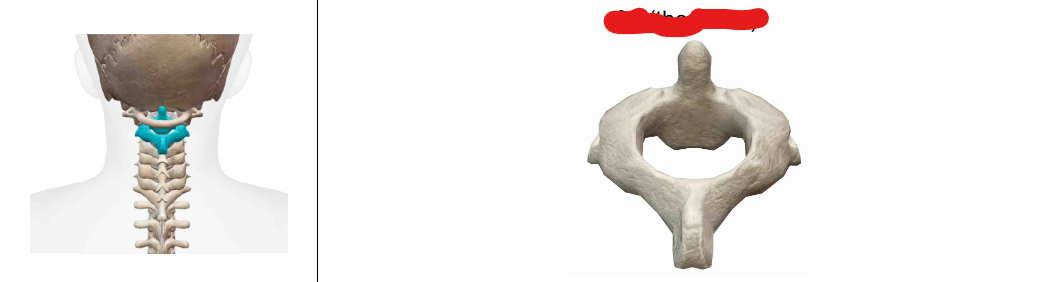 <p>What Vertebra?</p>