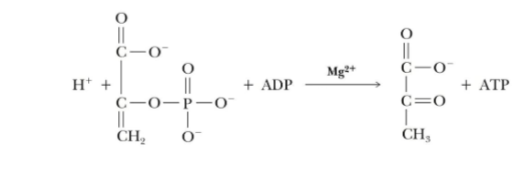 <p>What enzyme goes with this reaction</p>