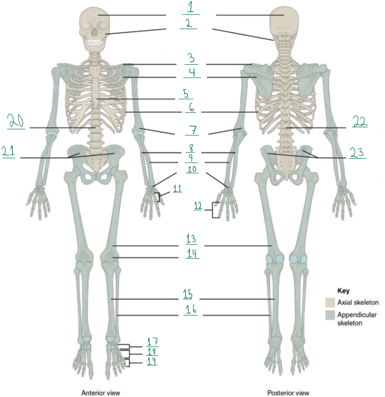 <p>Identify #15 on this image.</p>