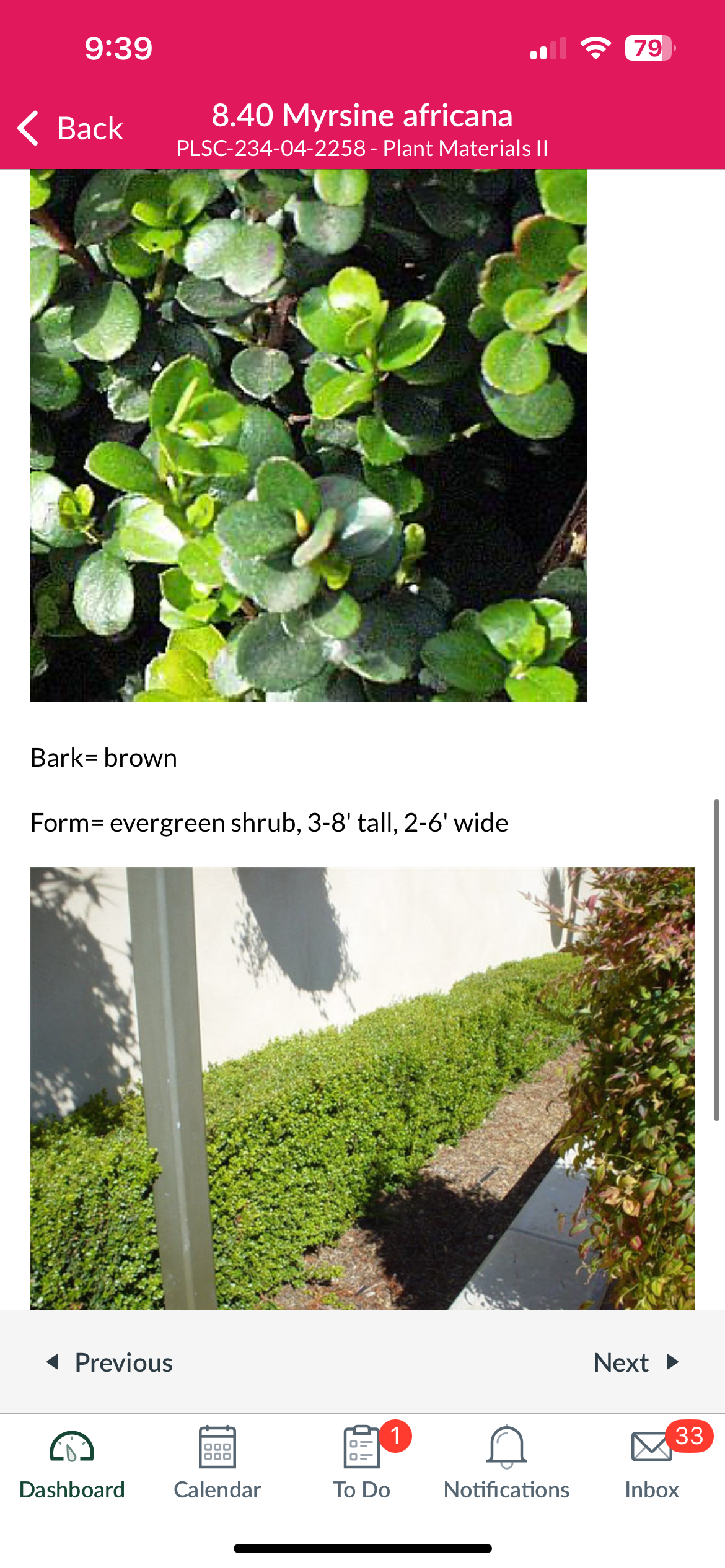 <p>Myrsine africana </p>