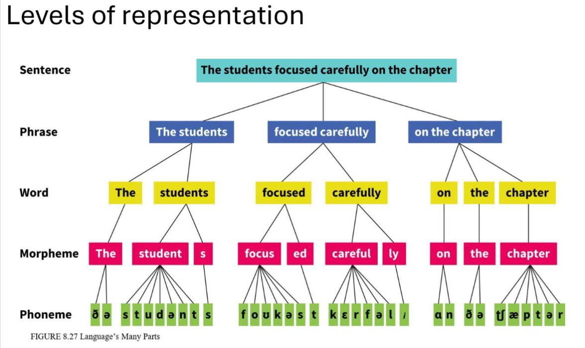 <p>Includes:</p><ul><li><p>sentence</p></li><li><p>phrase</p></li><li><p>word</p></li><li><p>morpheme</p></li><li><p>phoneme</p></li></ul><p></p>