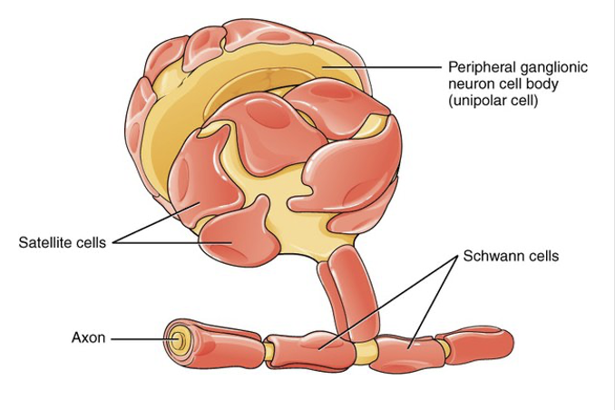 <ul><li><p>Surround neuron cell bodies in sensory and autonomic ganglia</p></li><li><p>Give support and nutrition</p></li><li><p>Protects neurons from heavy metal poisons</p></li></ul><p></p>