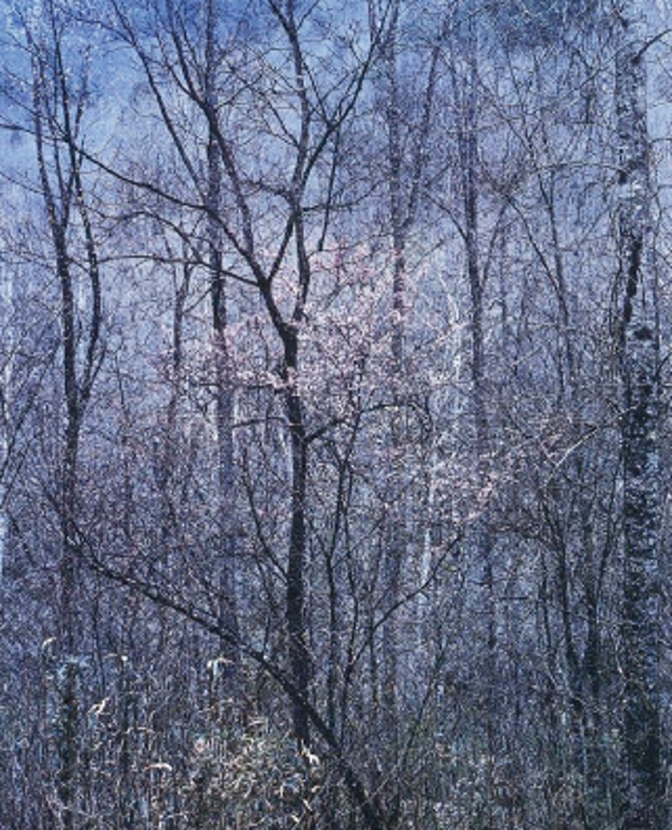 <p>Color photographs of nature. Started taking pictures in color in the 40s, using Kodak's Kodachrome.</p>