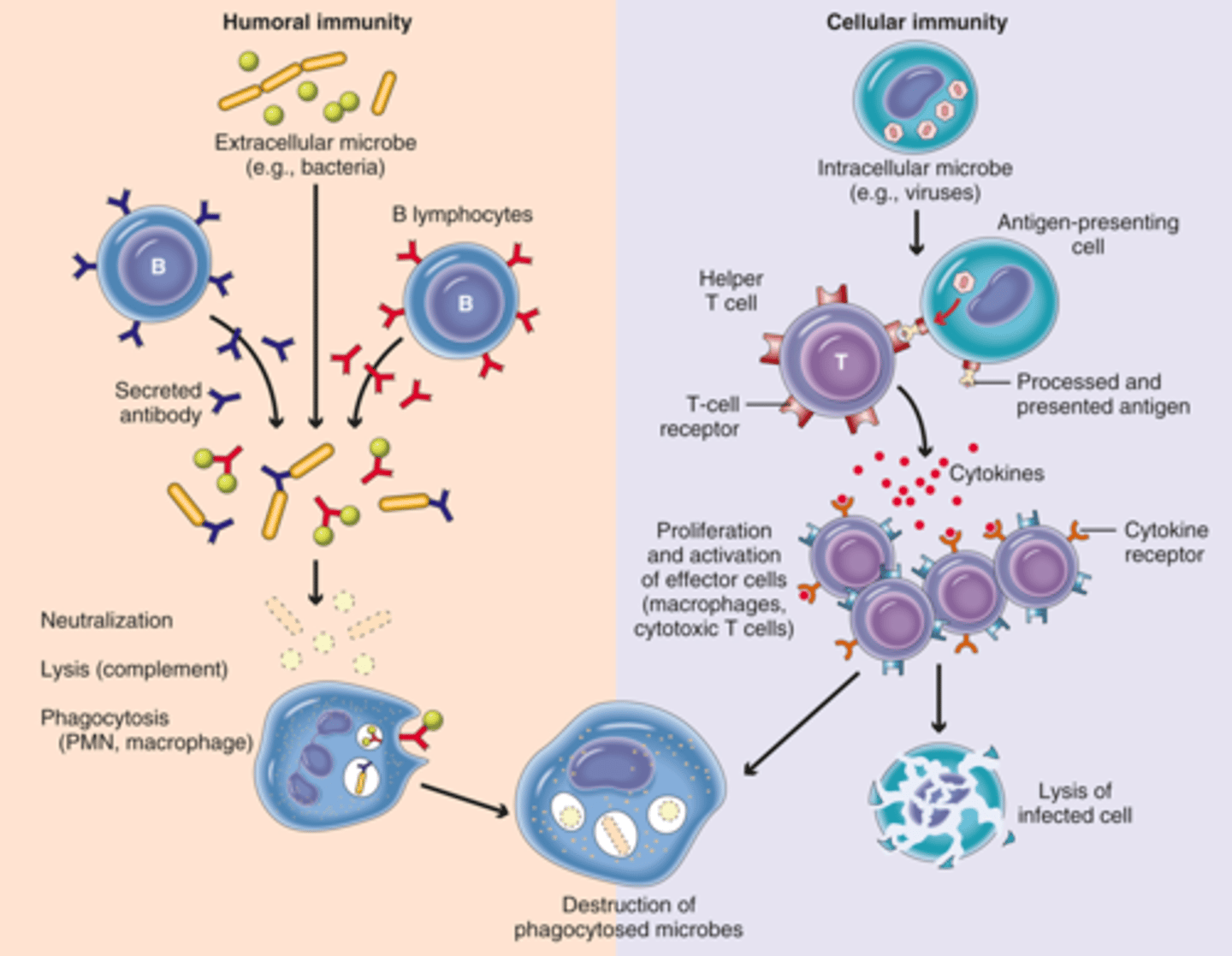 <p>Antigens trigger antibody production by B cells, marking them for destruction or neutralization.</p>