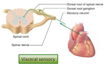 <p>carries signals from the viscera to the CNS, including organs like the heart, lungs, and stomach. </p>