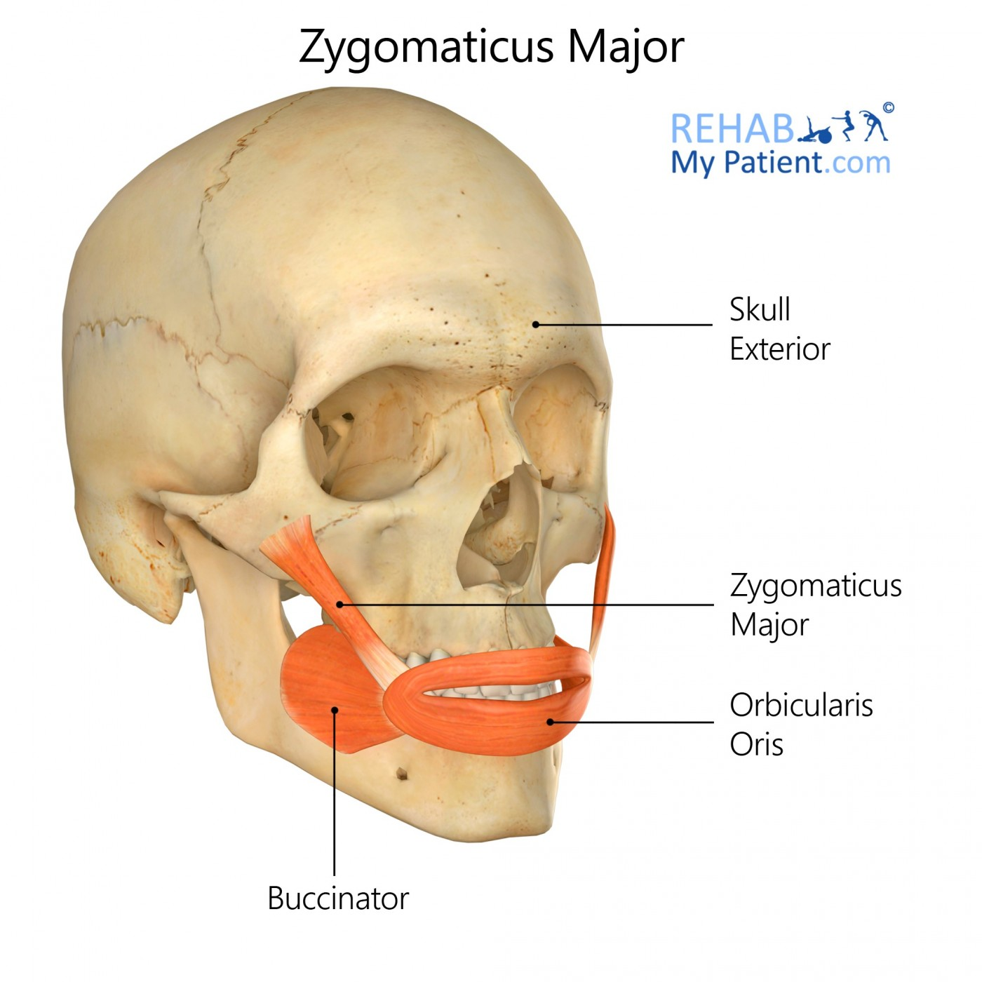 <p>O: Zygomatic bone</p><p>I: Muscles at angle of mouth</p><p>A: Elevates corner of mouth &amp; draws it laterally</p>