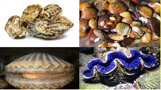 <p>What phylum and class is this? </p>