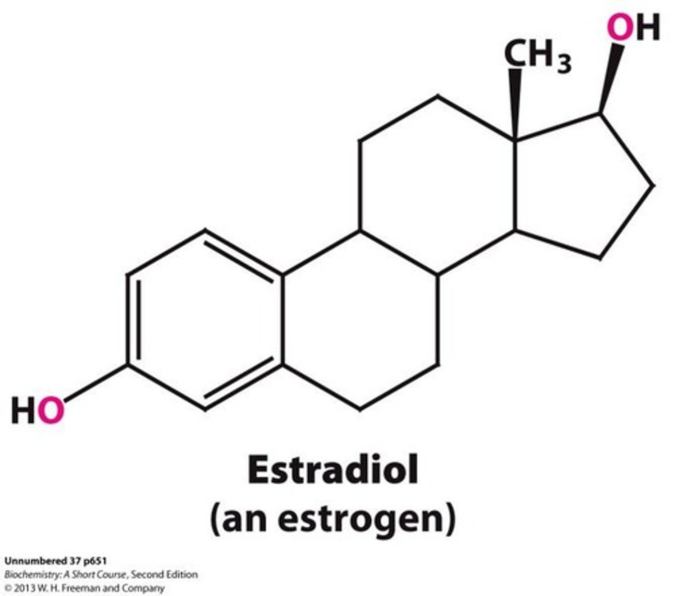 <p>A hormone that controls genes involved in the development of female secondary sex characteristics.</p>