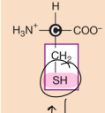<p>Cysteine (Special case)</p>