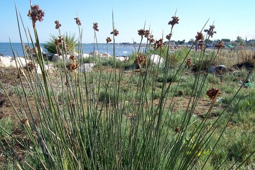 Family: Juncaceae
Common: rush or bog rush
Native to SE, monocot
Habitat: coastal, fresh water, hydric, wet soils.
~Clump forming, forms rhizomes
Persistence: Perennial
Leaves: Sharp pointed, grass-like leaves. Glabrous. ROunded. 
Flower: dense cluster. 
Birds eat.