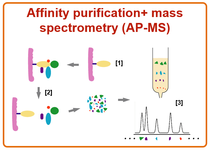 <p><strong><u>What?</u></strong></p><p>Affinity purification coupled to mass spectrometry (AP-MS) is a powerful technique used to identify and study protein–protein interactions and protein complexes in a more physiological context than methods like yeast two-hybrid.</p><p><strong><u>How?</u></strong></p><p><strong>Affinity purification (AP)</strong>: A target protein (the "bait") is tagged and expressed in cells. It is then isolated (purified) from a lysate using an antibody or affinity tag. Proteins that are <strong>bound to the bait</strong> (its interacting partners) are <strong>co-purified</strong>.</p><p><strong>Mass spectrometry (MS)</strong>: The purified protein mixture is digested (usually with trypsin) into peptides, which are analysed by mass spectrometry to <strong>identify the proteins</strong> interacting with the target protein.</p><p><strong><u>Main limitation</u></strong></p><p>This technique can miss weak or transient interactions.</p>
