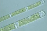 <p>frw benthic/ floating</p>