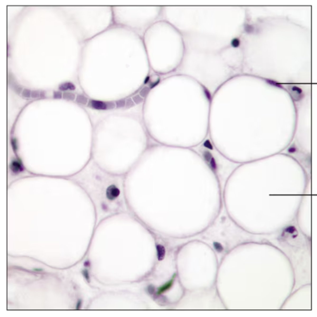 <p>Identify the tissue.</p>