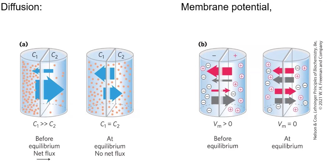 <p>Diffusion or Membrane potential (Charge)</p>