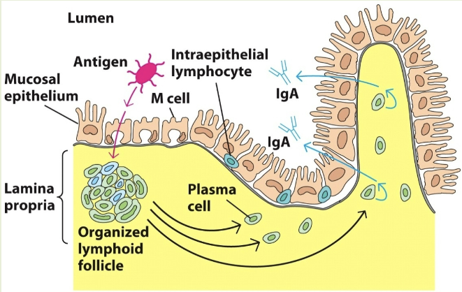 <p>organized lymphoid tissues in the mucous membranes lining the digestive, respiratory, &amp; urogenital tract. ex: GALT (GI), BALT (bronchus), SALT (skin)</p>