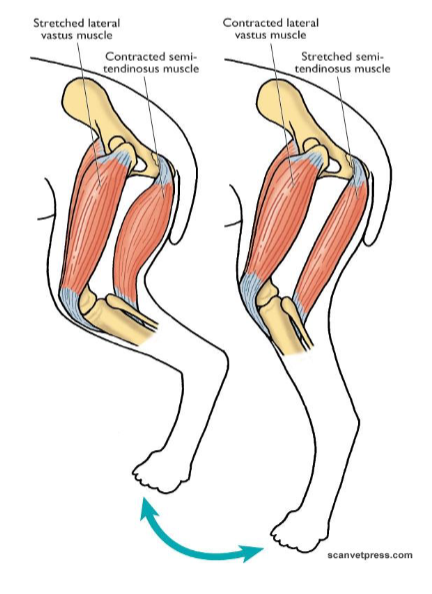<ul><li><p>work in antagonistic pairs</p></li></ul><p>In the stifle joint:</p><ul><li><p>semi-tendinous muscle contracts so the lateral vastus stretches to bend the hind leg at the stifle (opposite to straighten the leg). Must be in pairs to stretch as it requires contraction</p></li><li><p>When muscle shortens, attachment points of tendons move together to move the bones</p></li><li><p>Semi-tendinous muscle is connected to the tibia by pes anserinus tendon. </p></li><li><p>Quadriceps tendon connects the lateral vastus muscle to tibial tuberosity</p></li><li><p><strong>Origin moves the least, insertion moves the most.</strong> </p></li></ul><p></p>