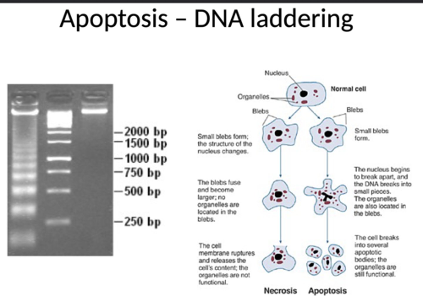 <p>DNA laddering</p>