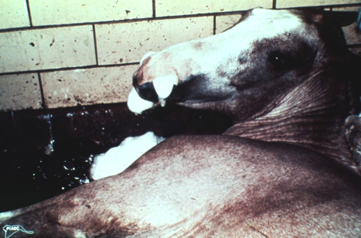 <p>African horse sickness. Four forms of the disease? </p>