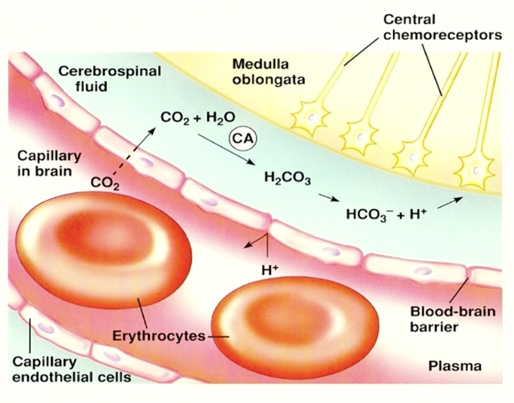 <p><strong>Blood Brain Barrier Capillary</strong> next to <strong>Medulla</strong> <strong>Oblongata</strong></p><p>( where <strong>central chemoreceptors</strong> are! )</p>