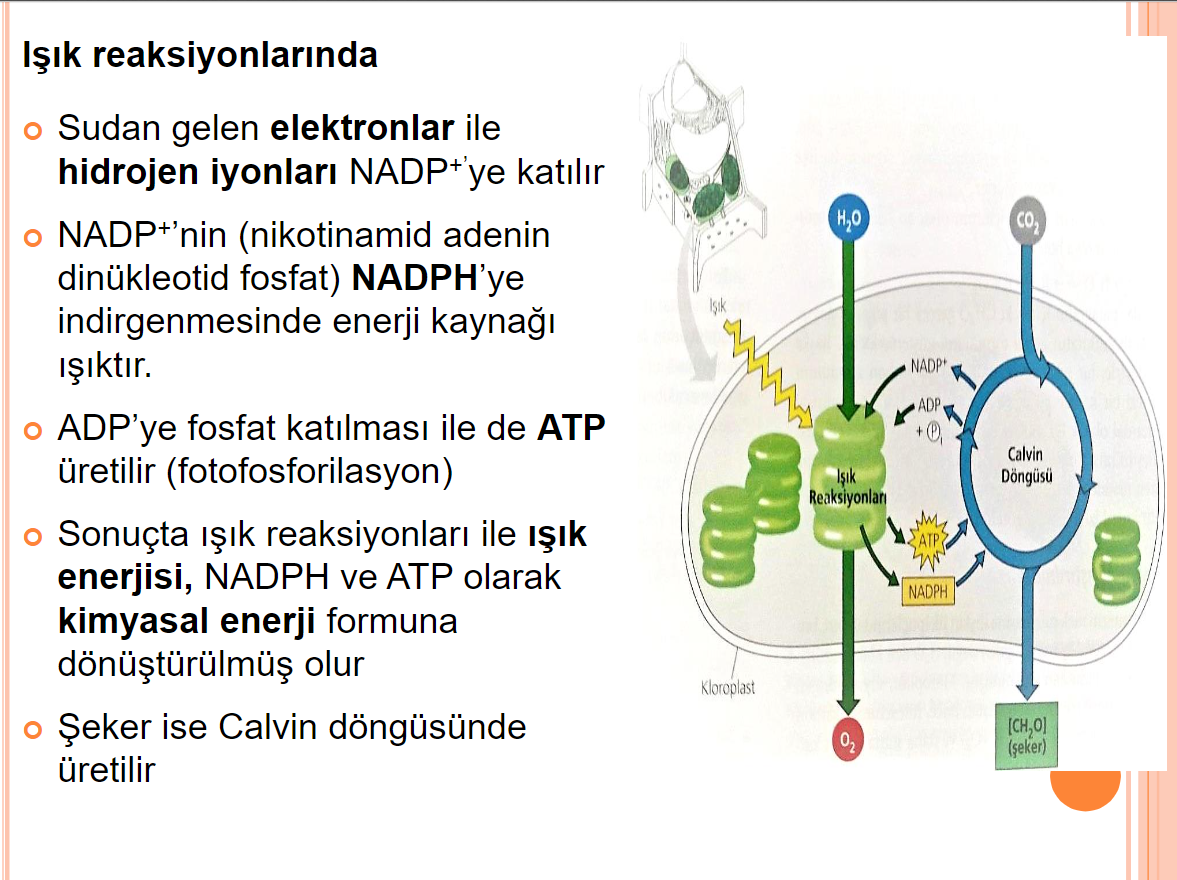 <p>ışık reaksiyonları</p>