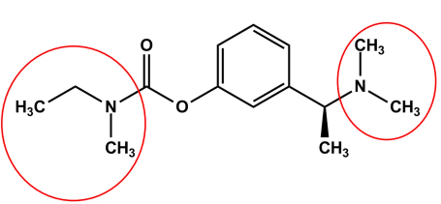 <p>CNS-targeted AChEIs</p><p>Bulky carbamate</p><p>Tertiary amine</p><p>LogP ca. 2.3; pKa ca. 8.8</p><p>Use: symptomatic treatment of Alzheimer's disease</p>