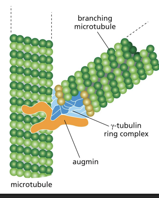 <p>protein complex that binds MT and recruits gamma-TuRC to nucleate a branch.</p>