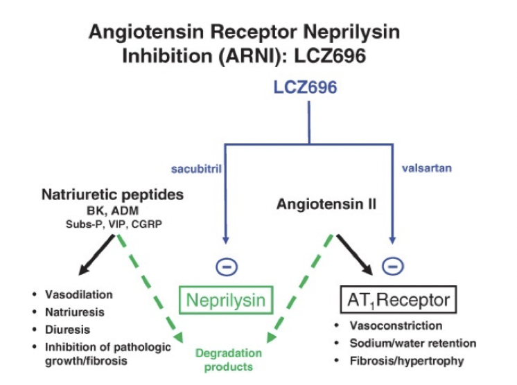 <p>Ett <strong>endopeptidas</strong> som bryter ner BNP och ANP. När man hämmar det kommer effekten förstärkas men mängden Ang-2 kommer att <em>öka</em>. </p><p>Neprilysin bryter även ner andra vasoaktiva peptider → bradykinin och angiotensin II. </p>