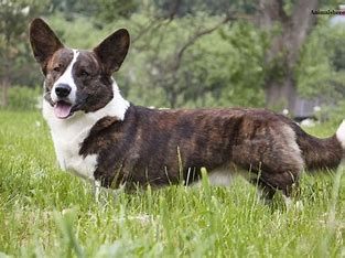 <p>kinda looks like a corgi but it looks like it is wearing a cardigan cause of the brown around the white </p>
