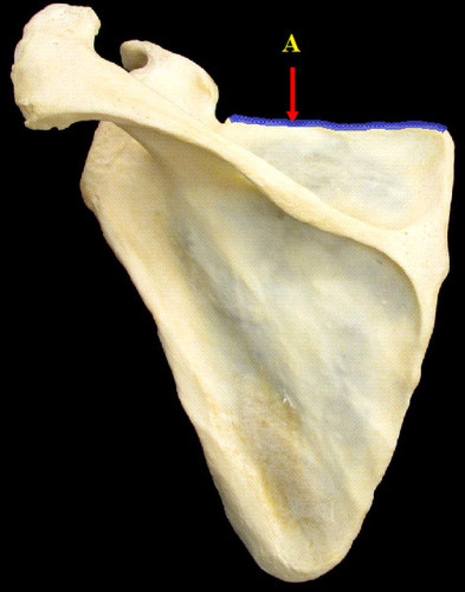 <p>top edge of wing</p>