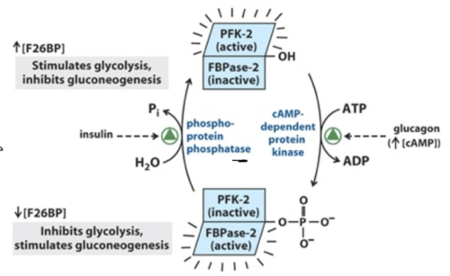 <p>promotes or does not promote formation of fructose 1,6 bisphosphate</p><p>INSULIN (dephosphorylates ATP)</p><p>-activation of PFKII</p><p>-phosphate on fructose 6 phosphate to make fructose 2,6 bisphosphate</p><p>PROMOTES GLYCOLYSIS </p><p>GLUCAGON (phosphorylates ATP)</p><p>-activation of protein kinase I</p><p>-takes phosphate from fructose 2,6 bisphosphate </p><p>INHIBITS GLYCOLYSIS</p><p>*PFK-! allosterically stimulated by fructose 2,6 bisphosphate</p>
