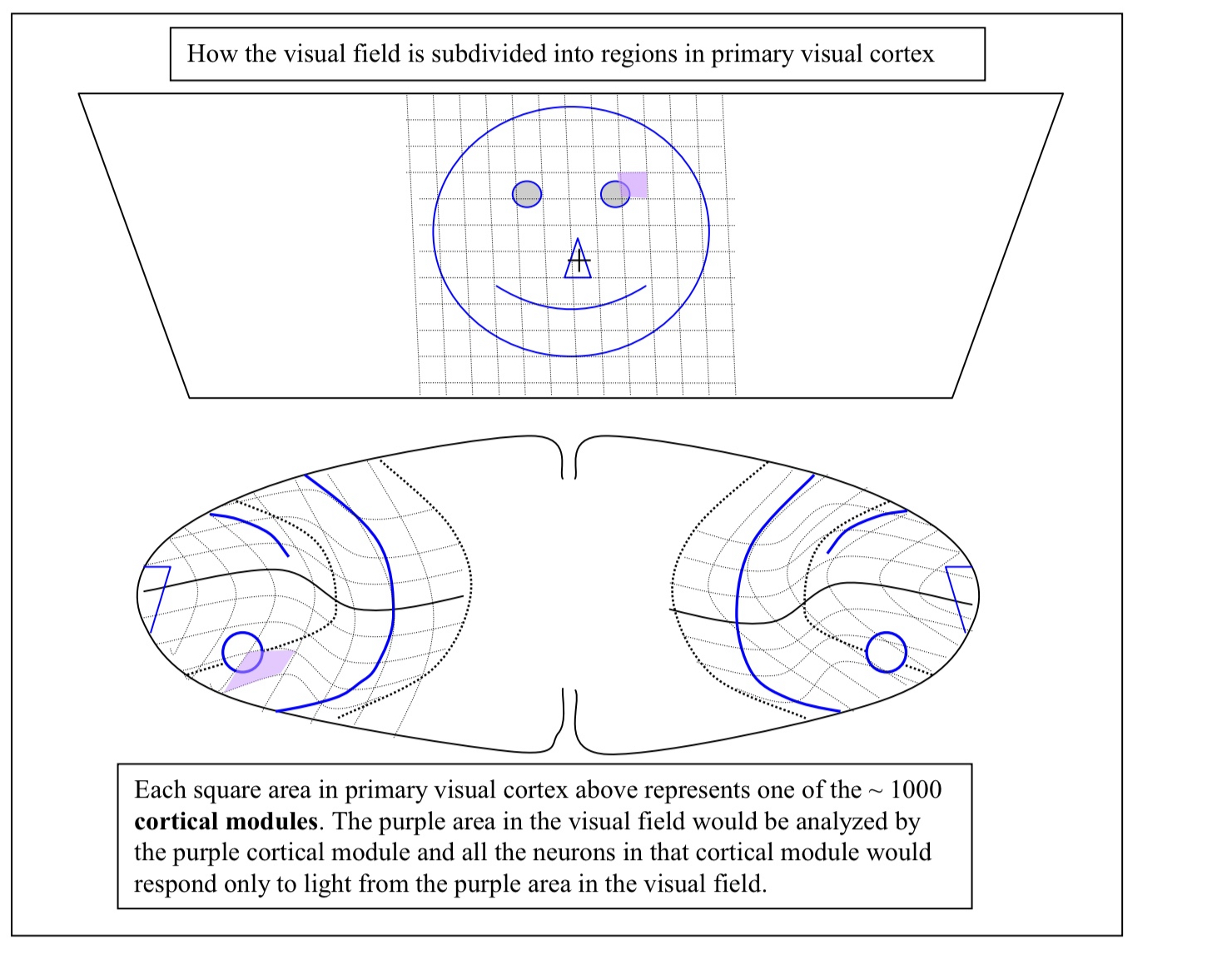<ul><li><p>they analyze different aspects of a visual stimulus </p><ul><li><p><strong><u>Some in Blobs</u></strong>: analyze the color of an object</p></li><li><p><strong><u>Some in Orientation Columns</u></strong>: analyze the shape or form of an object</p></li></ul></li></ul><p></p>