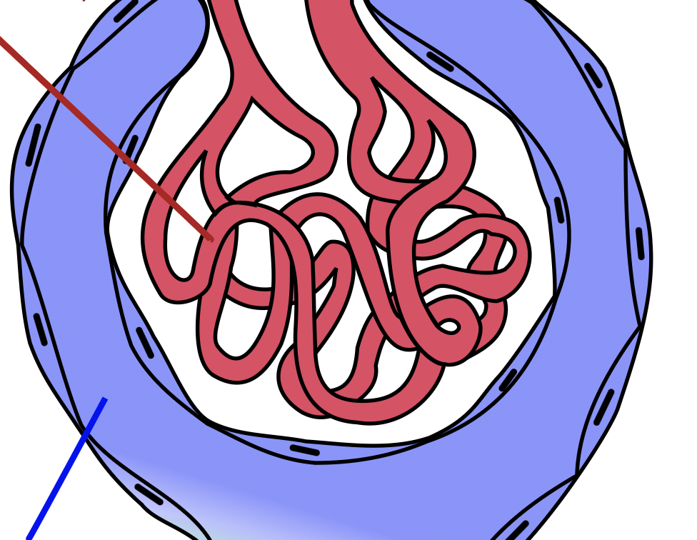 <p>what are the parts of the renal corpuscle?</p>