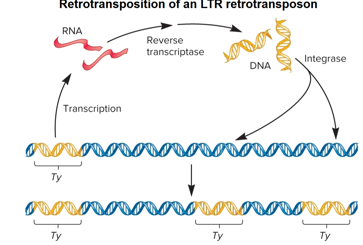 <p>uses RNA as template to synthesize double-stranded DNA molecule</p>