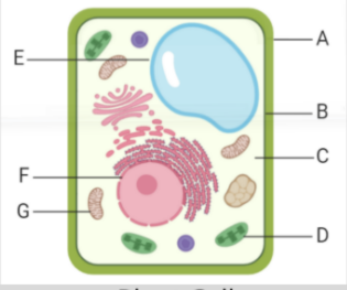 <p>what is label D </p>