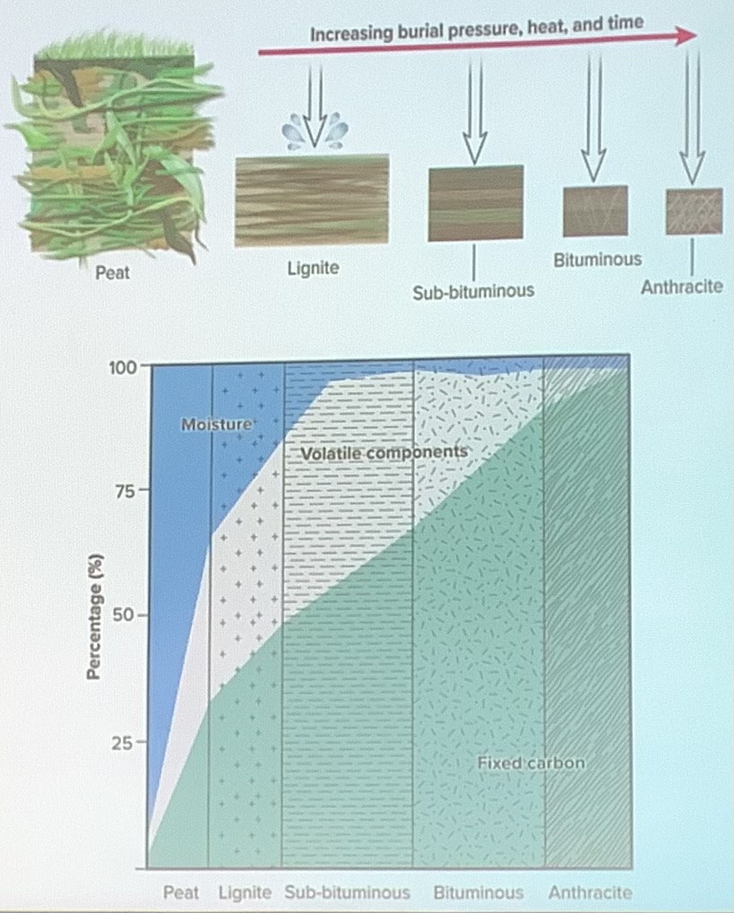 <ol><li><p>a swamp environment with ample plant matter must be present</p></li><li><p>this swamp must be inundated for an extended period of time </p></li><li><p>due to water, free oxygen decreases and microbial activity slows down</p></li><li><p>more and more plant material accumulates</p></li><li><p>plant material becomes buried and subject to heat and pressure as the burial depth increases over time</p></li><li><p>as pressure and temperature increase, different versions of coal start to develop. as a result the carbon content increases</p></li></ol><p></p>
