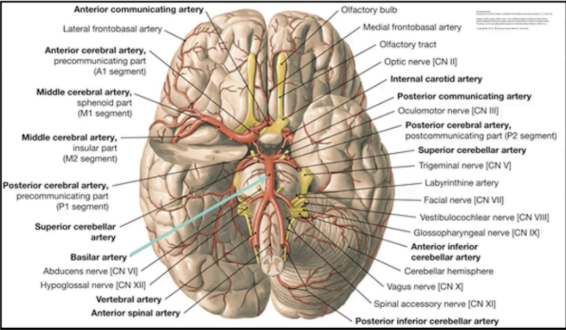 <p>medullary chemosensitive area</p>
