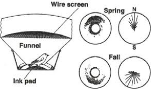 <p>Experimental tool used to study migratory orientation. </p>