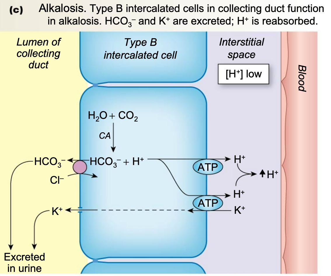 <ol><li><p>In the addition of a base, kidneys excrete bicarbonate</p><ol><li><p>Some filtered bicarbonate is excreted in urine</p></li><li><p>Secrete bicarbonate <strong>(type B intercalated cells)</strong></p></li></ol></li><li><p><strong>Alkalosis</strong></p><ol><li><p>Type B intercalated cells in collecting duct function in alkalosis</p></li><li><p>HCO3– and K+ are excreted</p></li><li><p>H+ is reabsorbed</p></li></ol></li></ol>