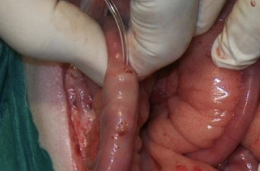 <p>Which tubes used for enteral feeding are used to feed distal to the pylorus and pancreatic duct? They are used only in hospital, are expensive, require general anesthesia, can cause cellulitis/infection at stoma site, cause risk of peritonitis, must be placed 24 hours before using, require CRI feeding, use only monomeric liquid diets, and cannot be removed before 7 days. Surgery, laparoscopy, nasojejunal, or gastrojejunal placement can all be used.</p>